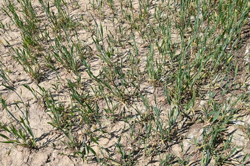 Kümmerliche Weizenhalme auf einem trockenem Feld im Juni