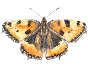 Large tortoiseshell butterfly, realistic illustration 