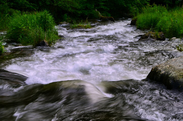 river in the forest