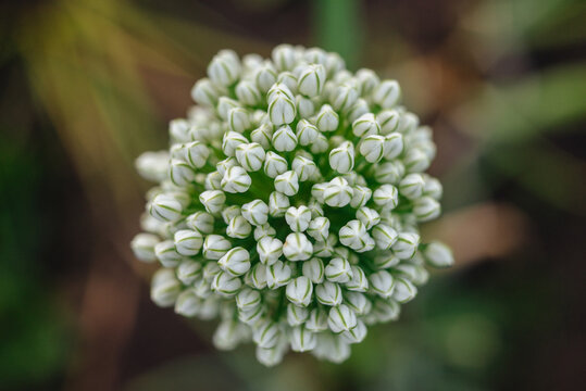 Close-up of garlic flowers. Background of plants. 