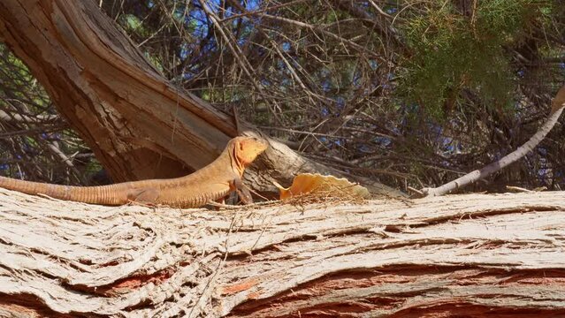 Giant lizard of the Canary Islands, the Lagarto Canario (specific name Gallotia Stehlini) regenerates by drinking fresh water from a shell in its natural wild habitat