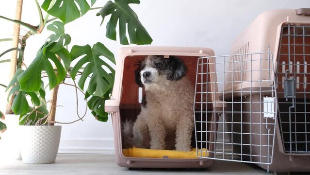 Travel carrier box for animals. Cute bichon frise dog sleeping in travel pet carrier, white wall background, copy space