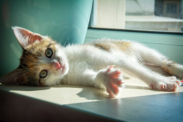  Cute fluffy tricolor cat lies relaxed on the windowsill and light window.