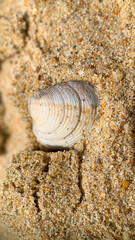 sea sand and shells on a summer day