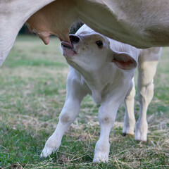Young white calf drinking milk from udder © erwin