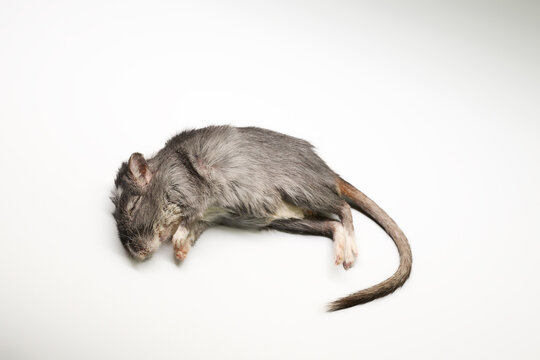 Studio portrait of dead gerbil isolated on white background