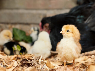 Fluffy newborn chicken with black chick