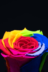 Fototapeta na wymiar Rainbow rose flower on black background