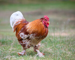 Red rooster in the grass