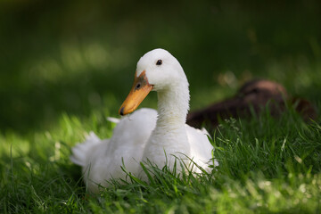 Close up of white Indian runner duck