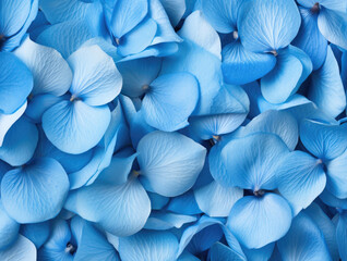 Obraz na płótnie Canvas Blue rose petals as a background