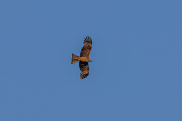 eagle in flight