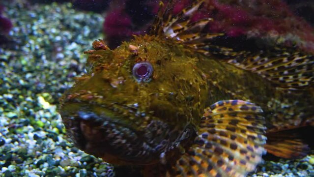 A Stonefish also bearded ghoul swimming around underwater