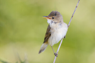 Marsh warbler, Acrocephalus palustris. A bird sitting on a reed branch and sings.