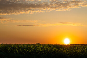sunset in rapeseed field, authentic landscape in farmland - obrazy, fototapety, plakaty
