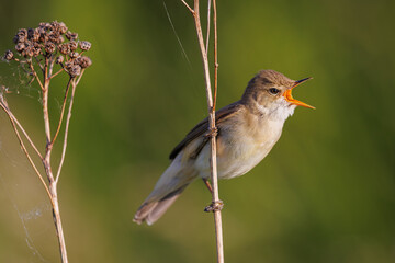 Marsh warbler, Acrocephalus palustris. A bird sitting on a reed branch and sings.