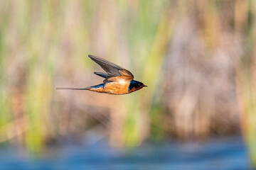 Swallow in flight