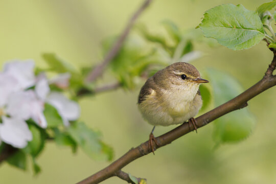 Willow warbler, Phylloscopus trochilus. Little singing bird.