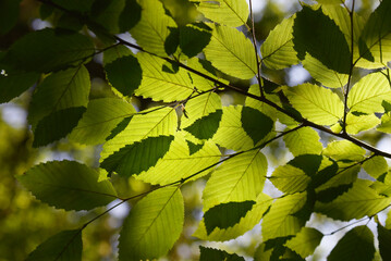 Feuilles et lumière du soleil