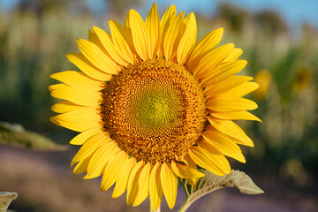 Radiant Sunflower: Brilliant Colors and Intricate Seed Pattern on a Sunny Day