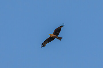 eagle in flight