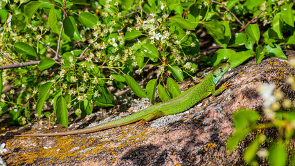 One green lizard is basking on a granite stone.