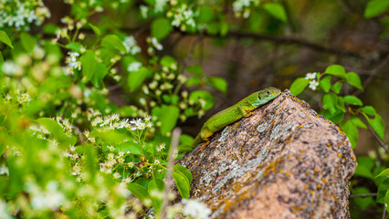 One green lizard is basking on a granite stone.