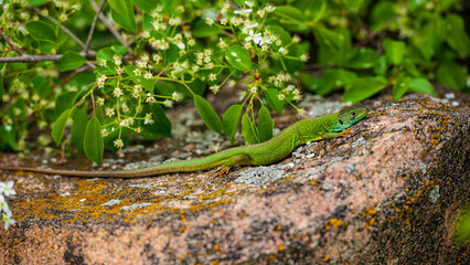 One green lizard is basking on a granite stone.
