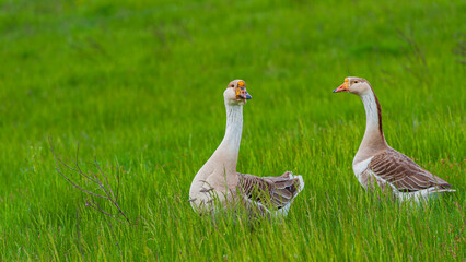 Domestic geese couple in the meadow.