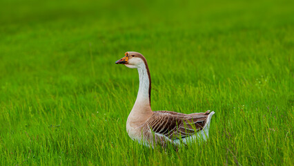 Domestic goose in the meadow.