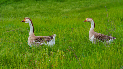 Domestic geese couple in the meadow.