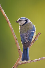 Eurasian blue tit, Cyanistes caeruleus. © Piotr