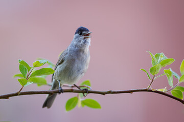 Eurasian blackcap, Sylvia atricapilla. A bird sitting between the leaves on a branch.