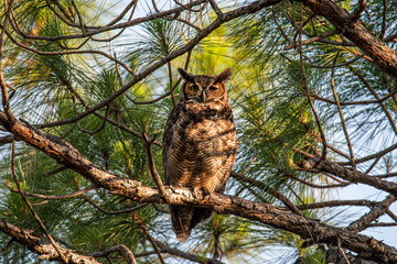 Owl in Pine