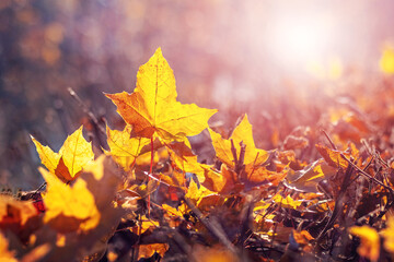 Yellow maple leaves on the ground in the forest in sunny weather, autumn background
