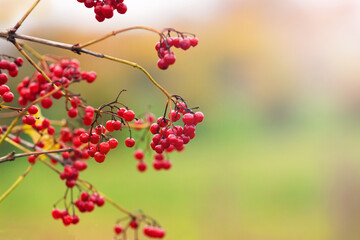 Viburnum bush with red berries in autumn on a green blurred background