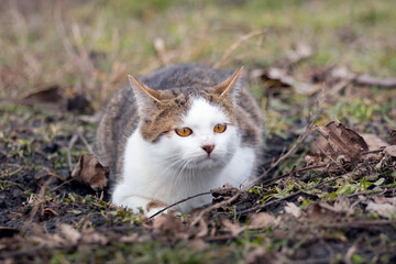 White cat lying in the garden on the grass