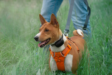 basenji head, open mouth, against the background of green grass, purebred dog