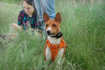 basenji head, open mouth, against the background of green grass, purebred dog