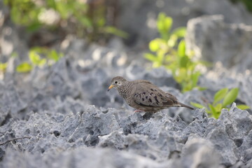 Common ground dove (Columbina passerina) in Jamaica