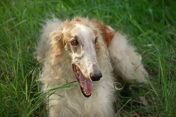 Red dog breed Russian greyhound, borzaya, borzoi, greyhound, portrait, close-up, against the background of green grass.