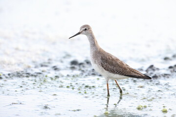 Lesser Yellowlegs (Tringa flavipes) in Jamaica