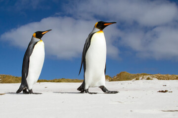 King Penguins Walking On Beach