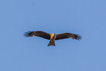eagle in flight
