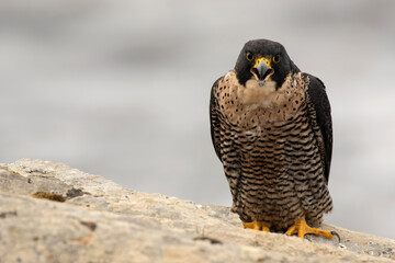 Peregrine Falcon Calling On Cliff,