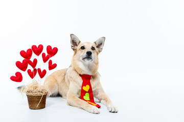 Cachorro com gravada te coração e vaso de casarões para festa Junia e dia dos namorados