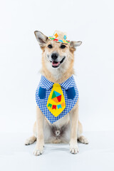 Cachorro fantasiado de caipira com gravata para festa junina