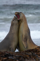 Southern Elephant Seals Fighting Falkland Islands