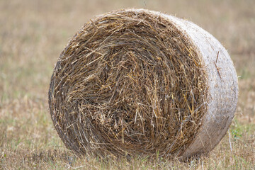 Hay bales in a field