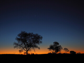 Fototapeta na wymiar outback sunset tree silhouette